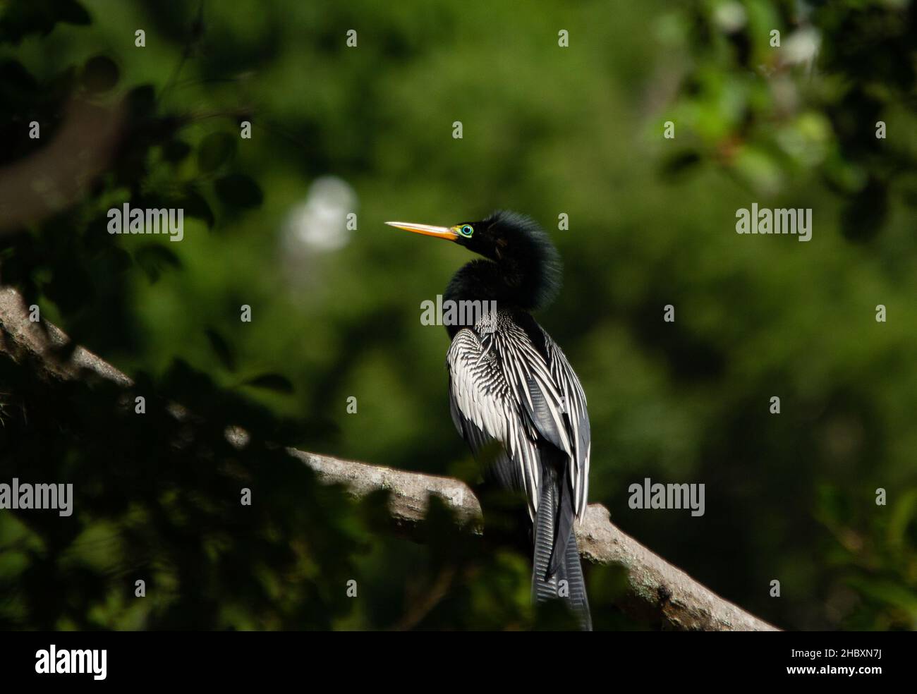 A biguatinga é uma ave semiaquática que está em todo o Brasil. Stockfoto