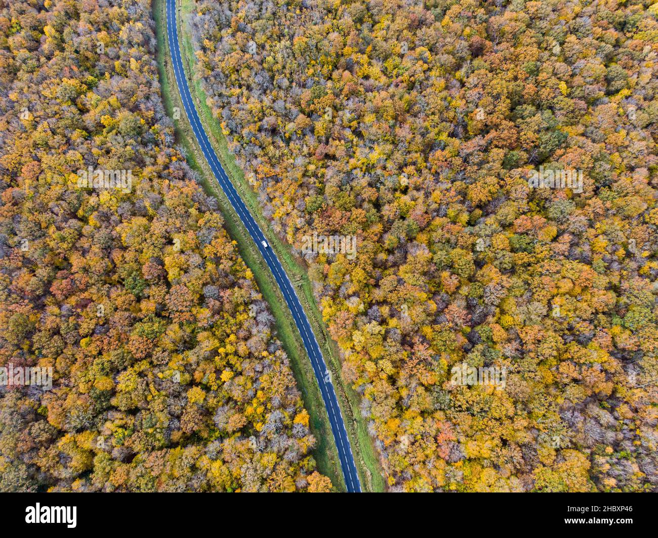 Forststraße mit weißem Auto im Herbst. Luftbildstraße, die einen gelben und goldenen Laubbaumwald überquert, Herbst Stockfoto