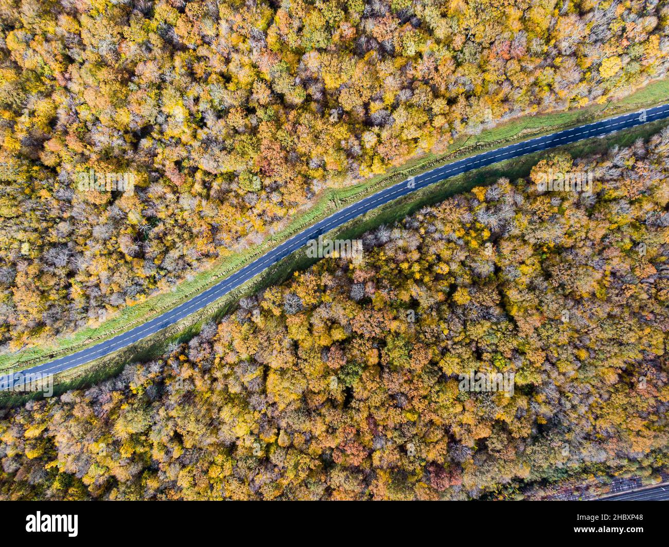 Forststraße mit weißem Auto im Herbst. Luftbildstraße, die einen gelben und goldenen Laubbaumwald überquert, Herbst Stockfoto