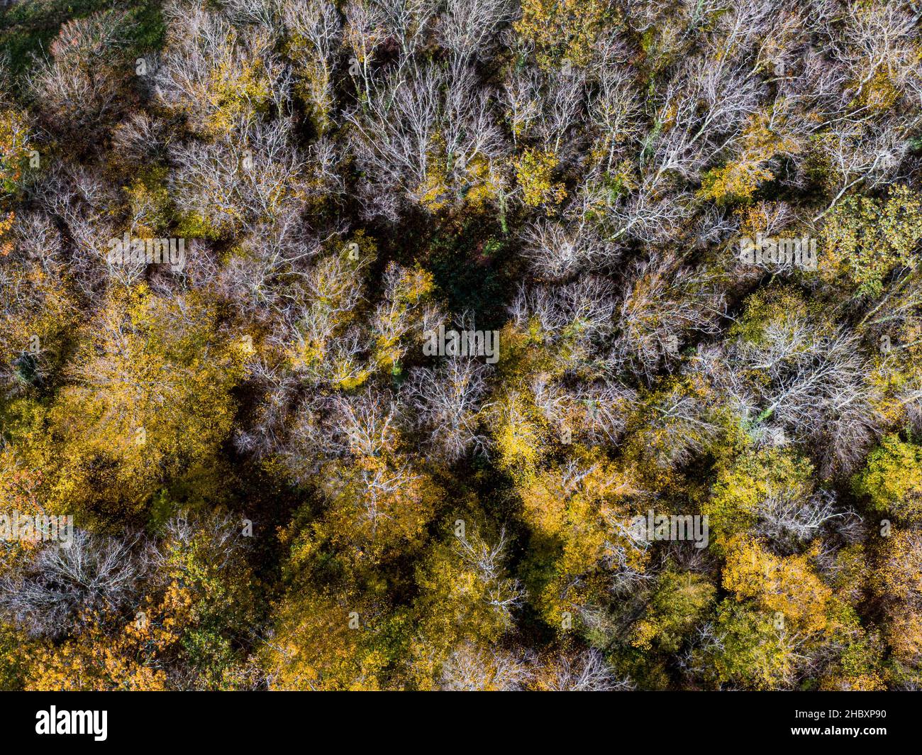 Luftaufnahme des Herbstlaubwaldes von oben, gelber und farbenfroher Hintergrund Stockfoto