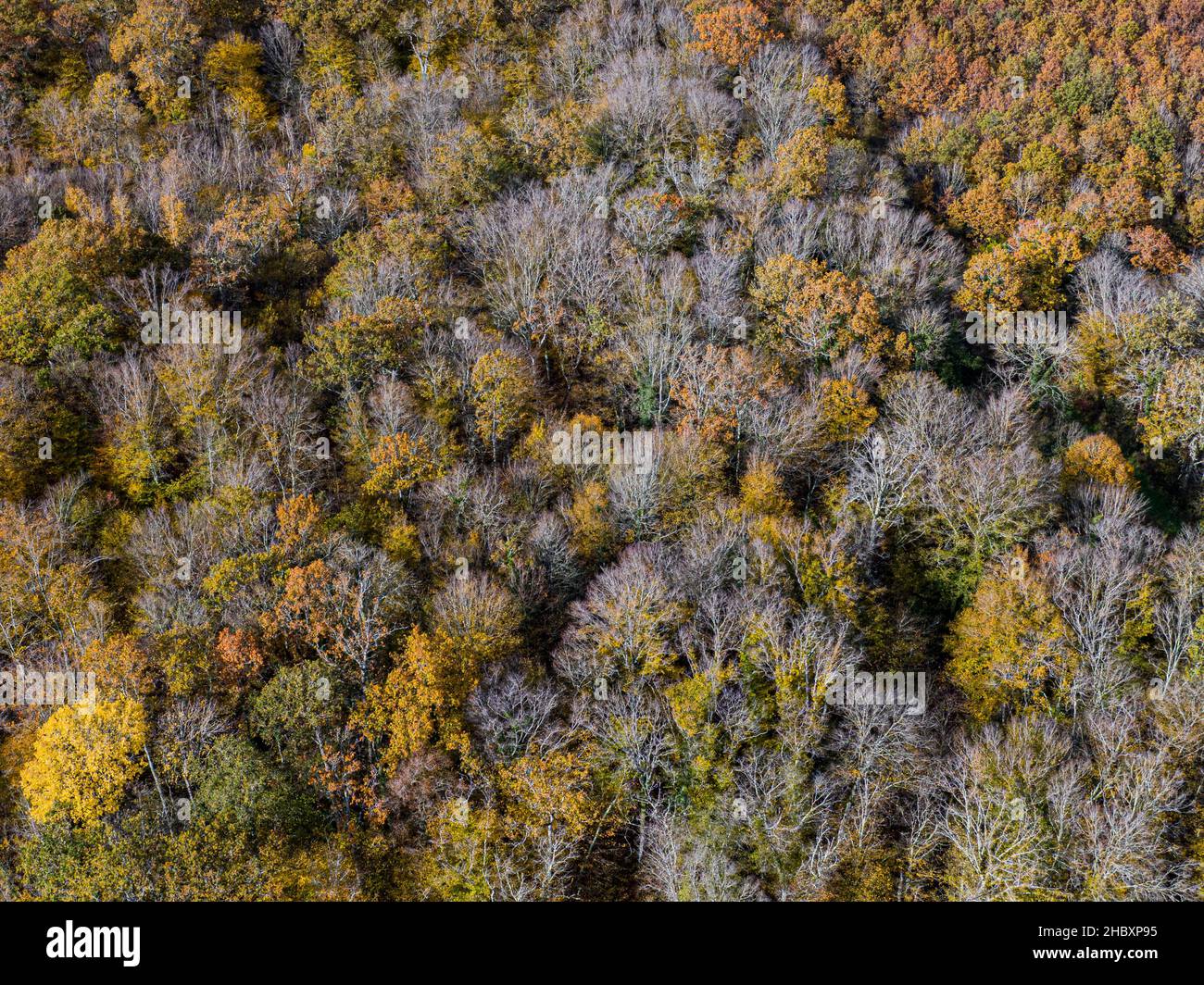 Luftaufnahme des Herbstlaubwaldes von oben, gelber und farbenfroher Hintergrund Stockfoto