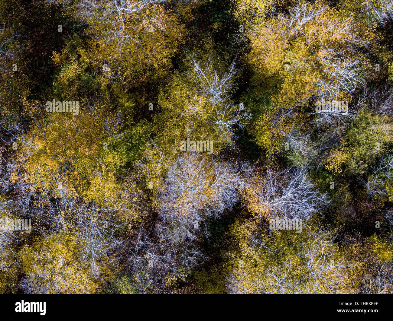 Luftaufnahme des Herbstlaubwaldes von oben, gelber und farbenfroher Hintergrund Stockfoto