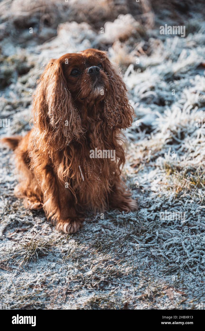 Porträt eines Hundes des Cavalier King Charles Spaniel Stockfoto