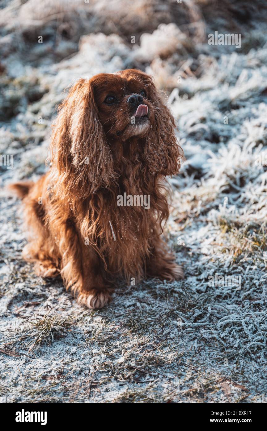 Porträt eines Hundes des Cavalier King Charles Spaniel Stockfoto