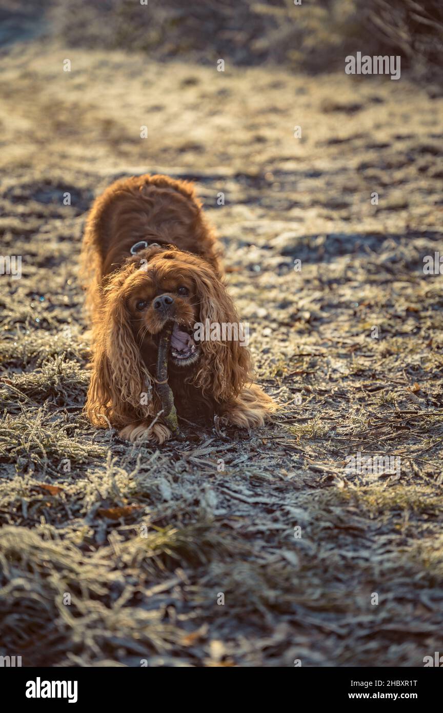 Cavalier King Charles Spaniel Hund kaut auf einem Stock Stockfoto