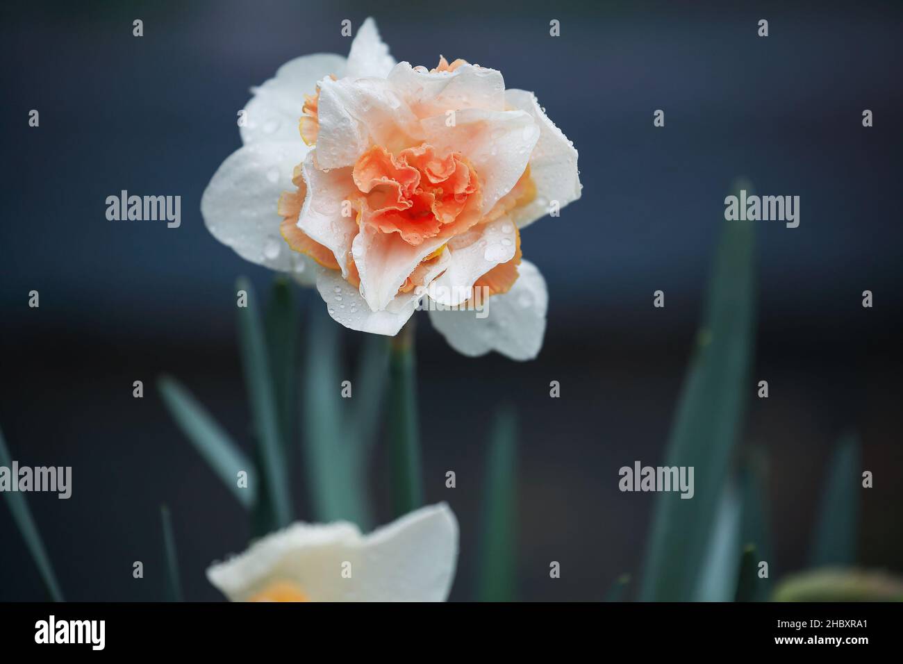 Weiß und Pfirsich Farbe rosa Daffodil vollgestopft Blume nass von einem Frühlingsregen blüht im Garten. Selektiver Fokus mit unscharfem Hintergrund. Stockfoto