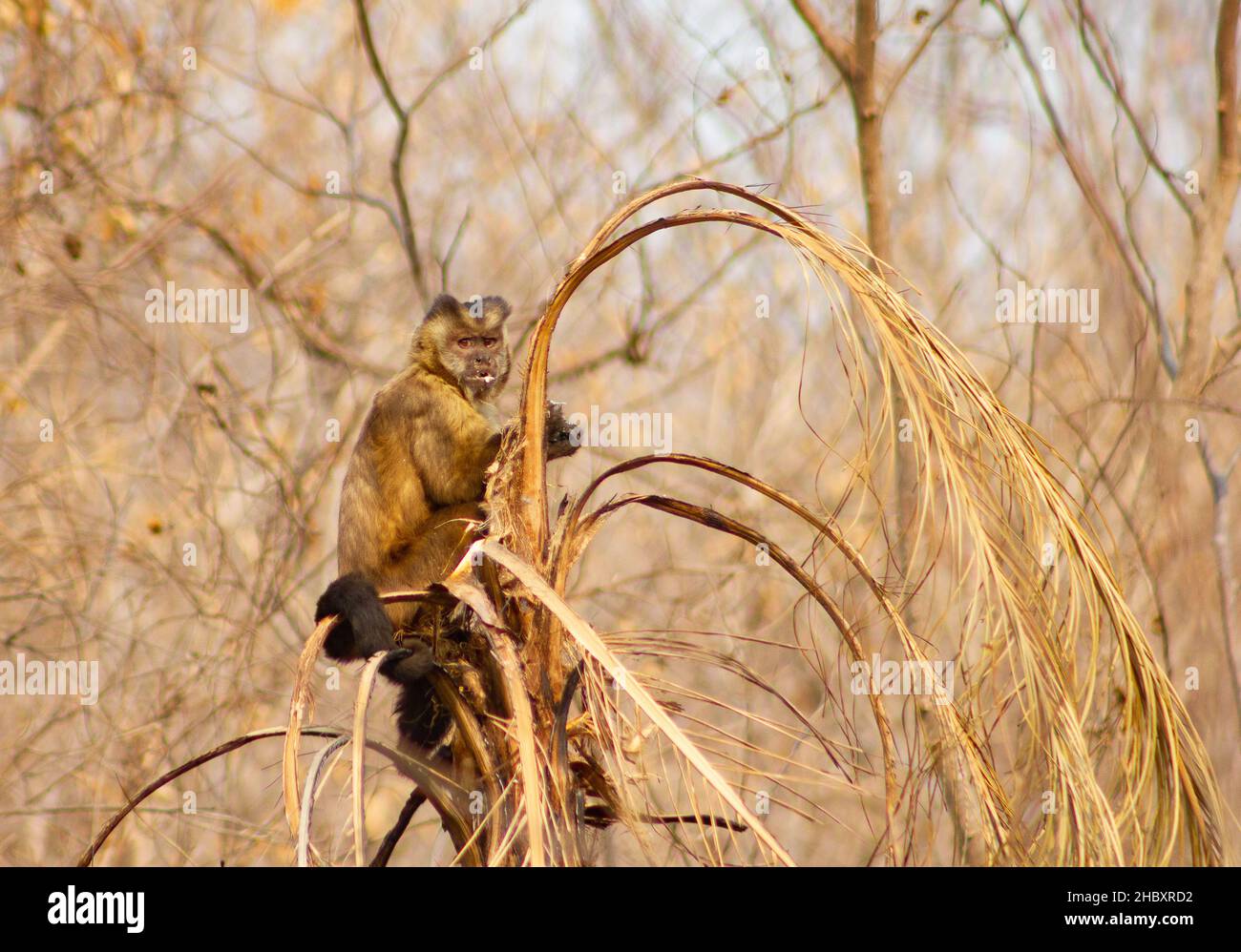Macaco prego se alimentando de palmito pós-chamas no Pantanal. Stockfoto