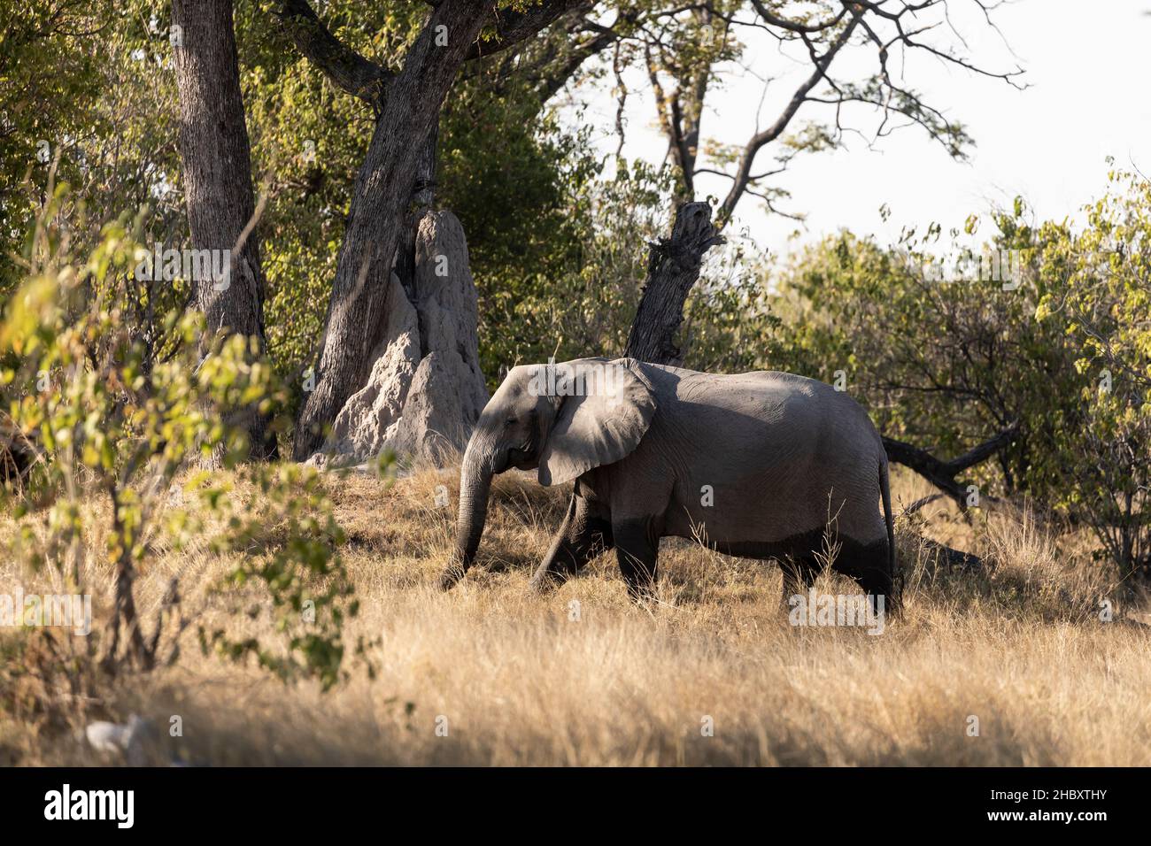 Ein reifer Elefant, loxodonta africanus, watet durch Sumpfland Stockfoto