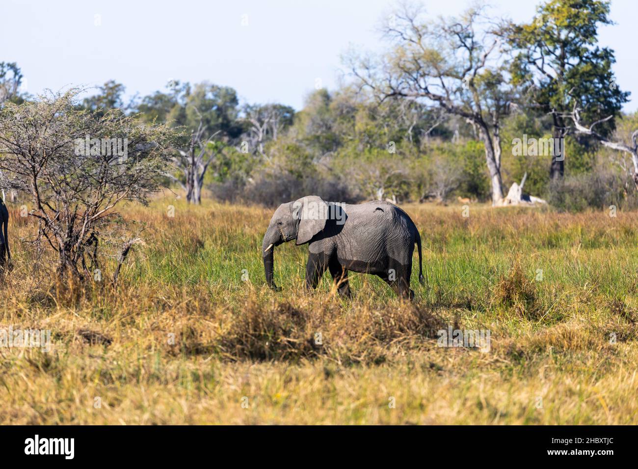 Ein reifer Elefant, loxodonta africanus, watet durch Sumpfland Stockfoto