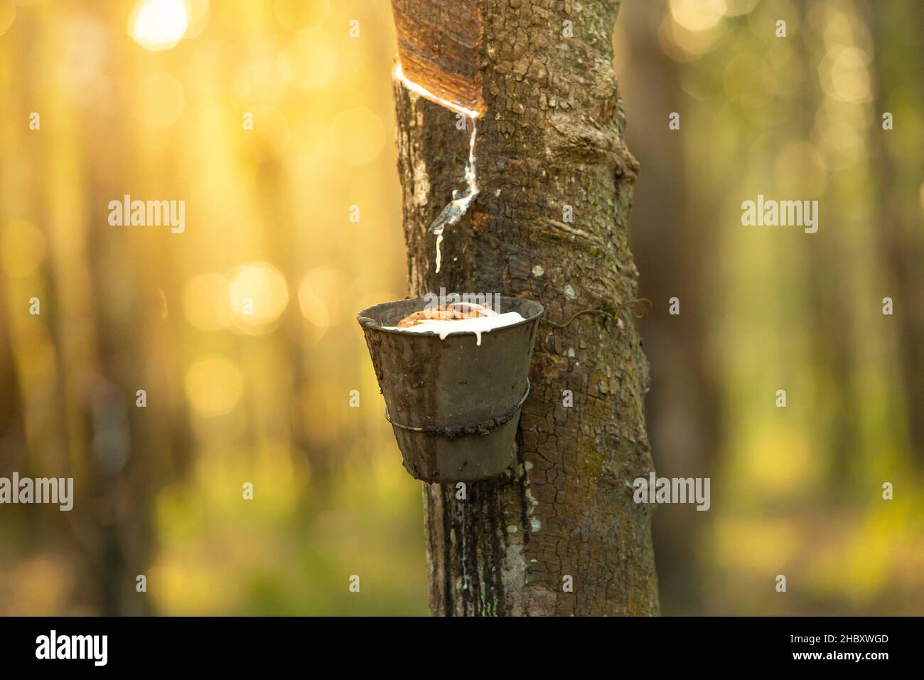 Milchlatex aus Kautschukbaum (Hevea Brasiliensis). Schüssel mit Latex gefüllt, klopfendes Latex, Latex tropfend. Stockfoto