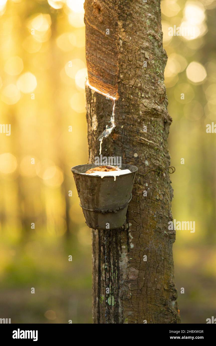 Milchlatex aus Kautschukbaum (Hevea Brasiliensis). Schüssel mit Latex gefüllt, klopfendes Latex, Latex tropfend. Stockfoto