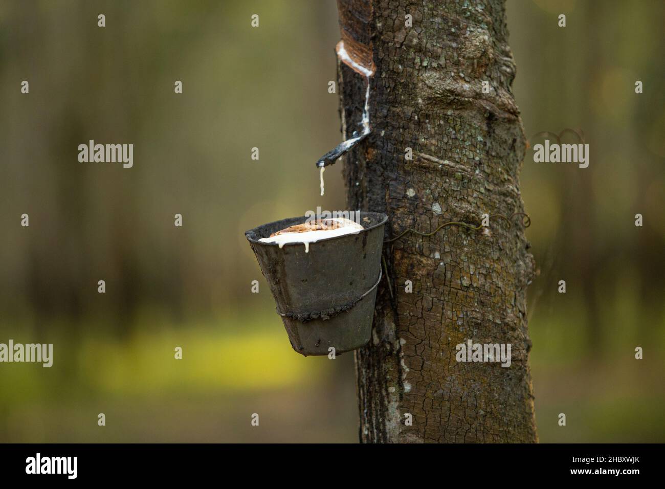 Milchlatex aus Kautschukbaum (Hevea Brasiliensis). Schüssel mit Latex gefüllt, klopfendes Latex, Latex tropfend. Stockfoto