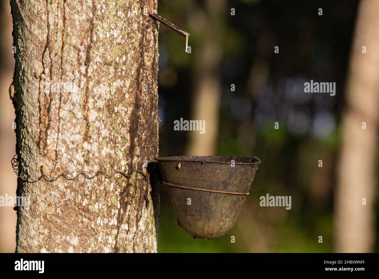 Milchlatex aus Kautschukbaum (Hevea Brasiliensis). In die Schüssel tropfender Latex. Stockfoto