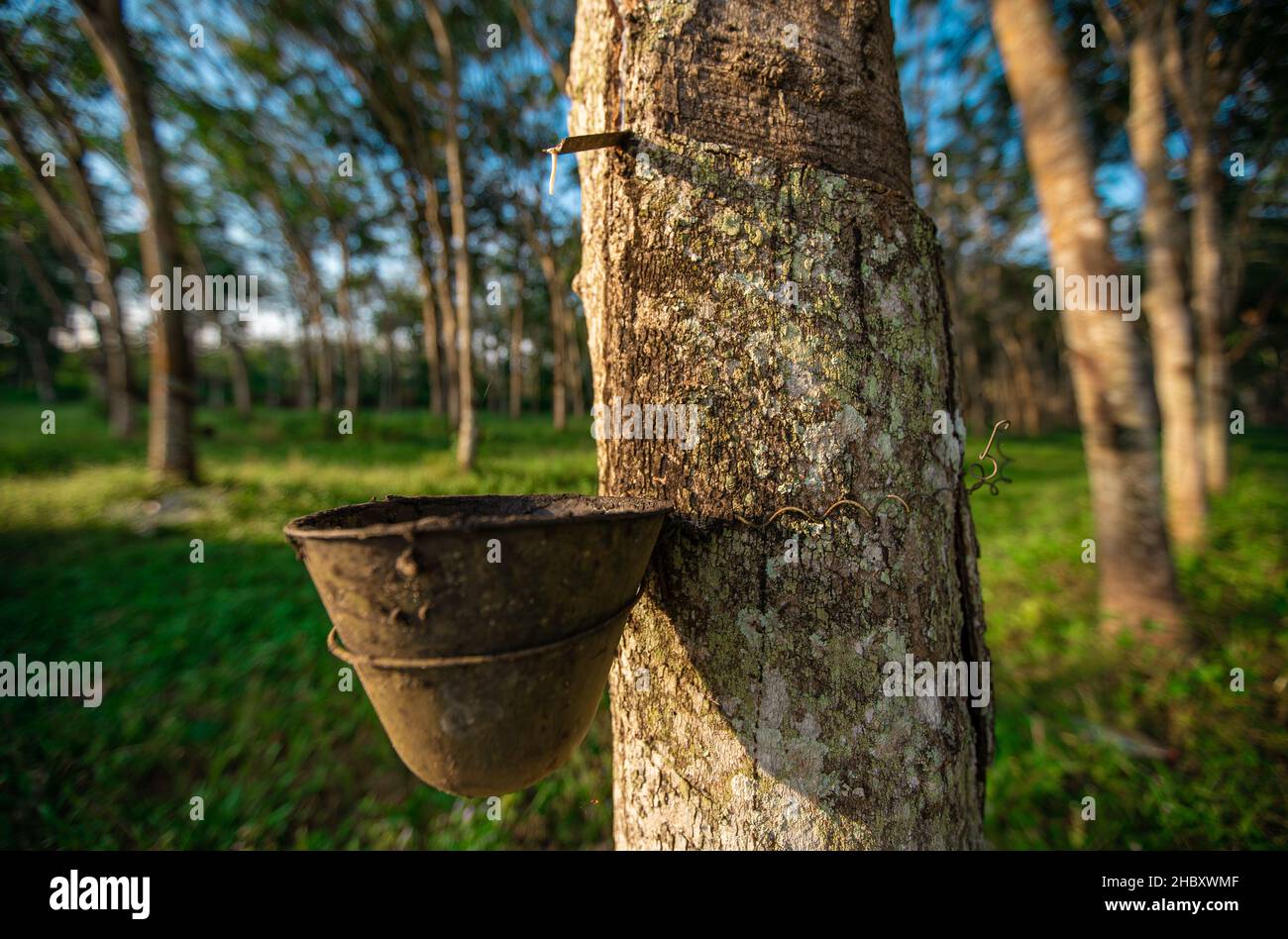 Milchlatex aus Kautschukbaum (Hevea Brasiliensis). In die Schüssel tropfender Latex. Stockfoto