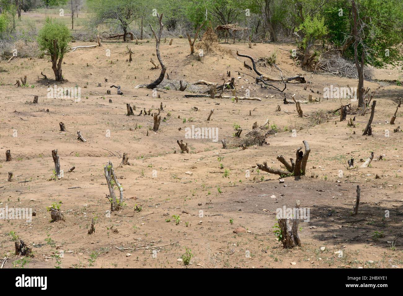 SAMBIA, Sinazongwe District, illegale Entwaldung, Holzkohle im Dorf / SAMBIA, Sinazongwe Distrikt, illegale Abholzung der Wälder für Verkauf von Holzkohle Stockfoto