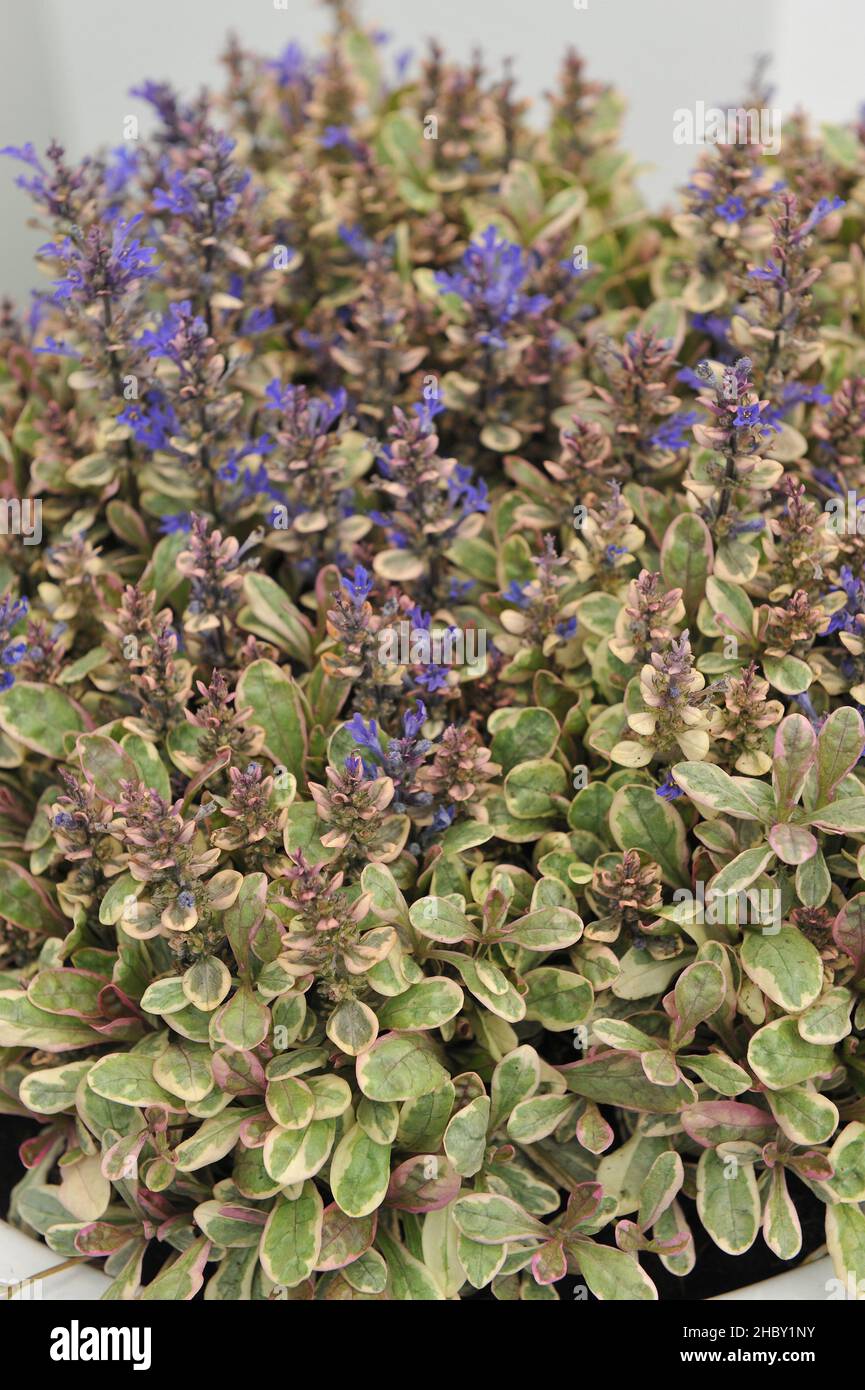 Bugle (Ajuga tenorei) Prinzessin Nadia mit buntem Laub auf einer Ausstellung im Mai Stockfoto