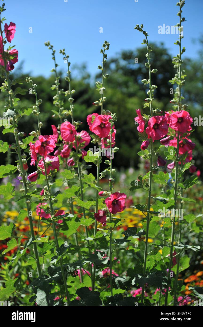 Im Juli blüht in einem Garten der tiefrosa Hollyhock (Alcea rosea) Stockfoto