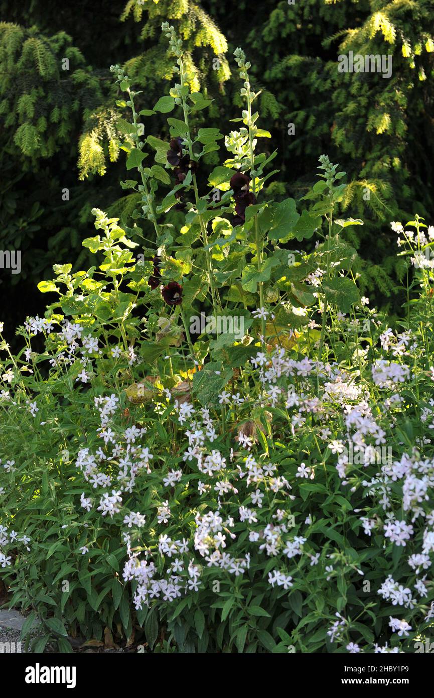 Im Juli blüht in einem Garten dunkelviolett, fast schwarz Hollyhock (Alcea rosea) Stockfoto