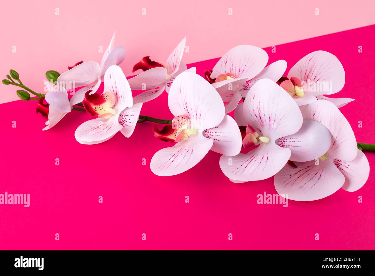 Weiße Orchideenblüten auf einem rosa Papierhintergrund. Bordüre mit Blumenmuster. Vorlage mit Kopierbereich. Romantisches Muster mit Platz für Text. Sommermockup. S Stockfoto