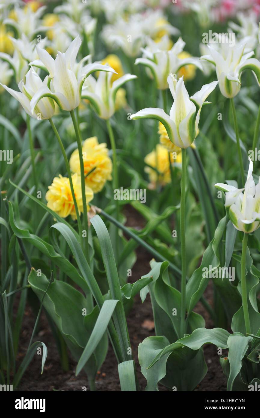 Grüne und weiße Lilie-blühende Tulpen (Tulipa) GreenStar und zellow double Narcissus (Narcissus) Sunny Day blühen im April in einem Garten Stockfoto