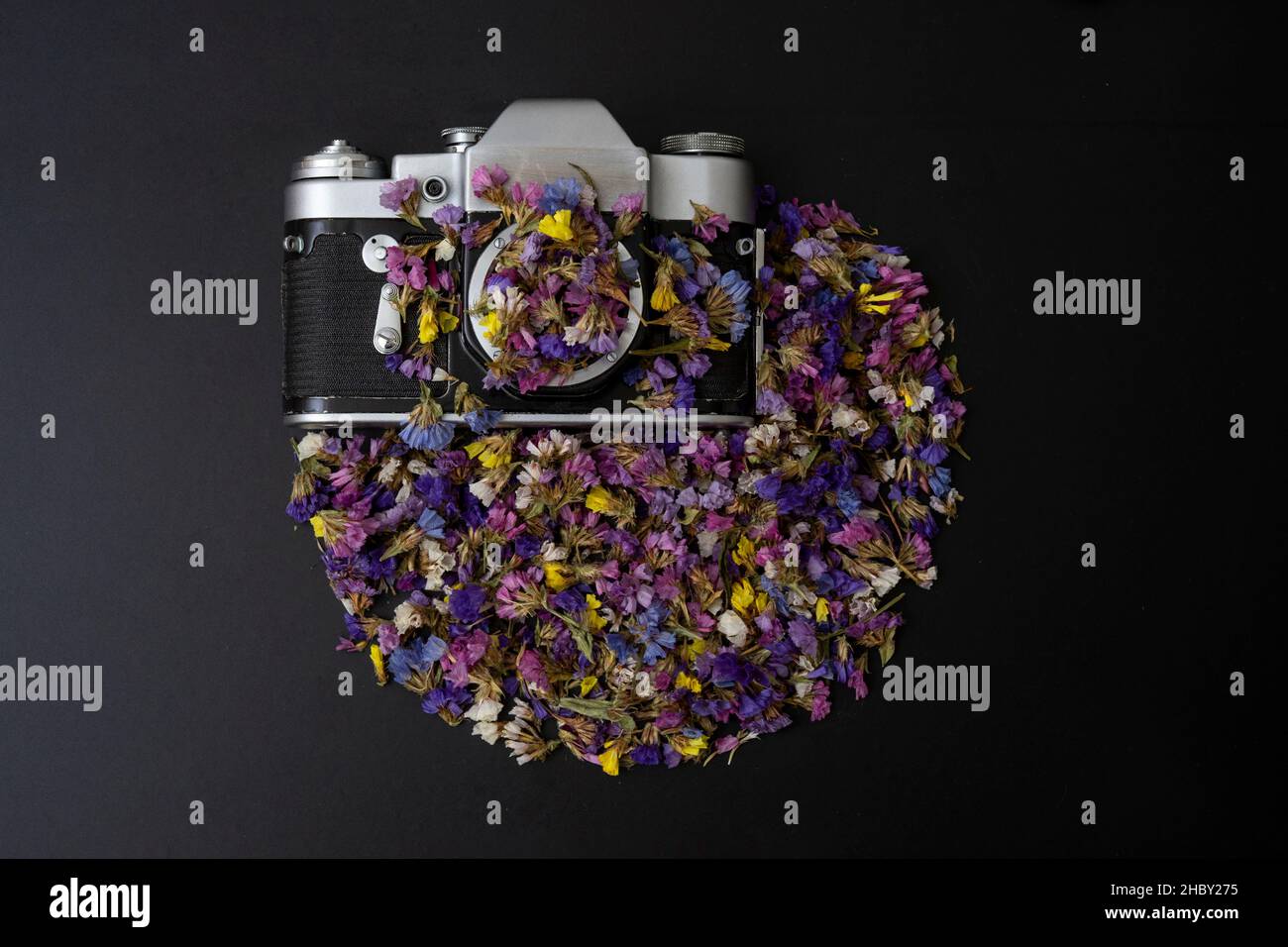 limonium sinuatum Blumen rund um eine Vintage-Filmkamera, kreatives Konzept, isoliert auf Schwarz Stockfoto
