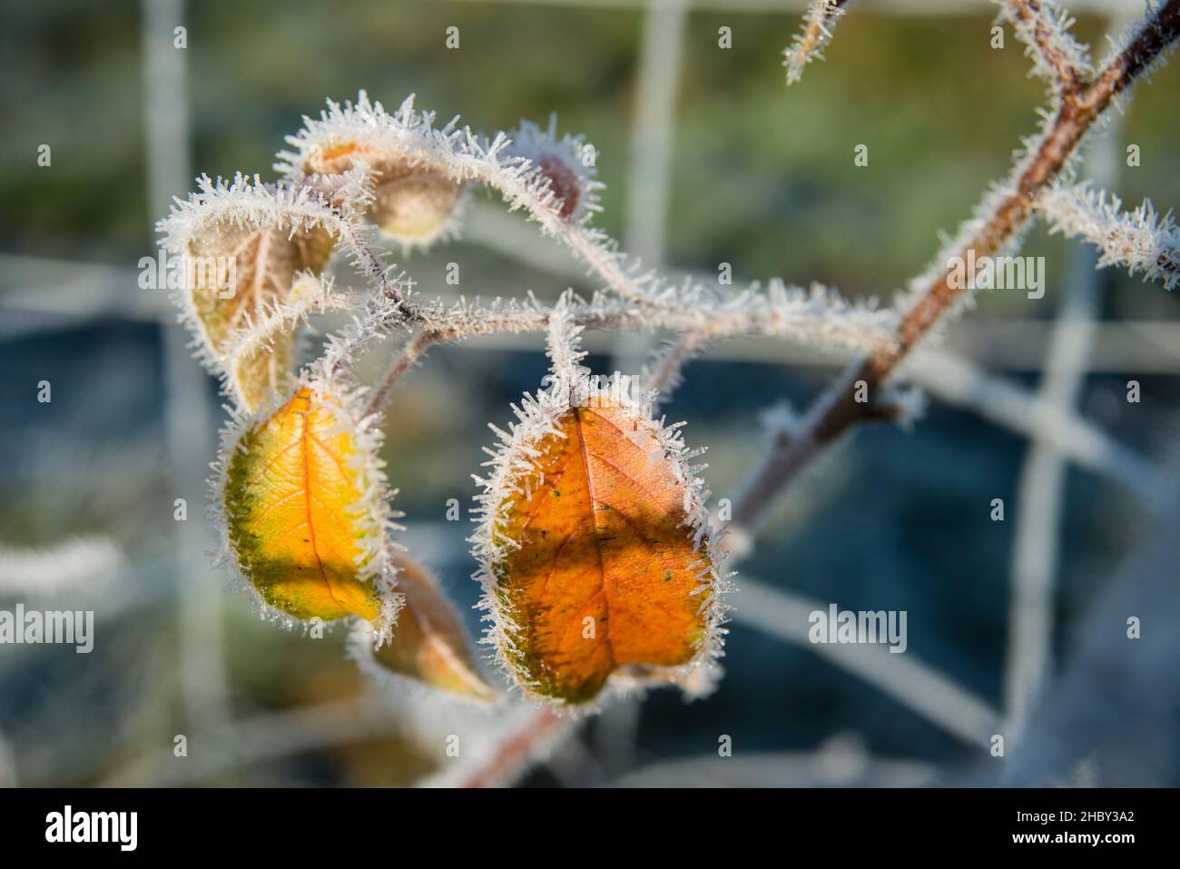 Die Eiskristalle auf den Blättern sind bunt. Glatteisregen. Stockfoto