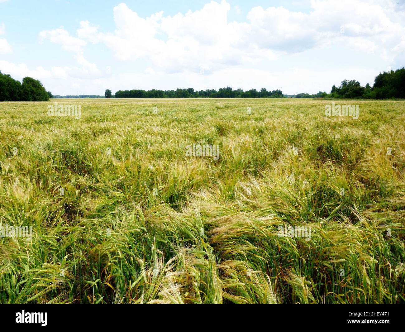 Landwirtschaftliches Roggenfeld unter dem Himmel mit Wolken. Erntethema. Ländliche Sommerlandschaft mit wachsendem Roggen. Stockfoto