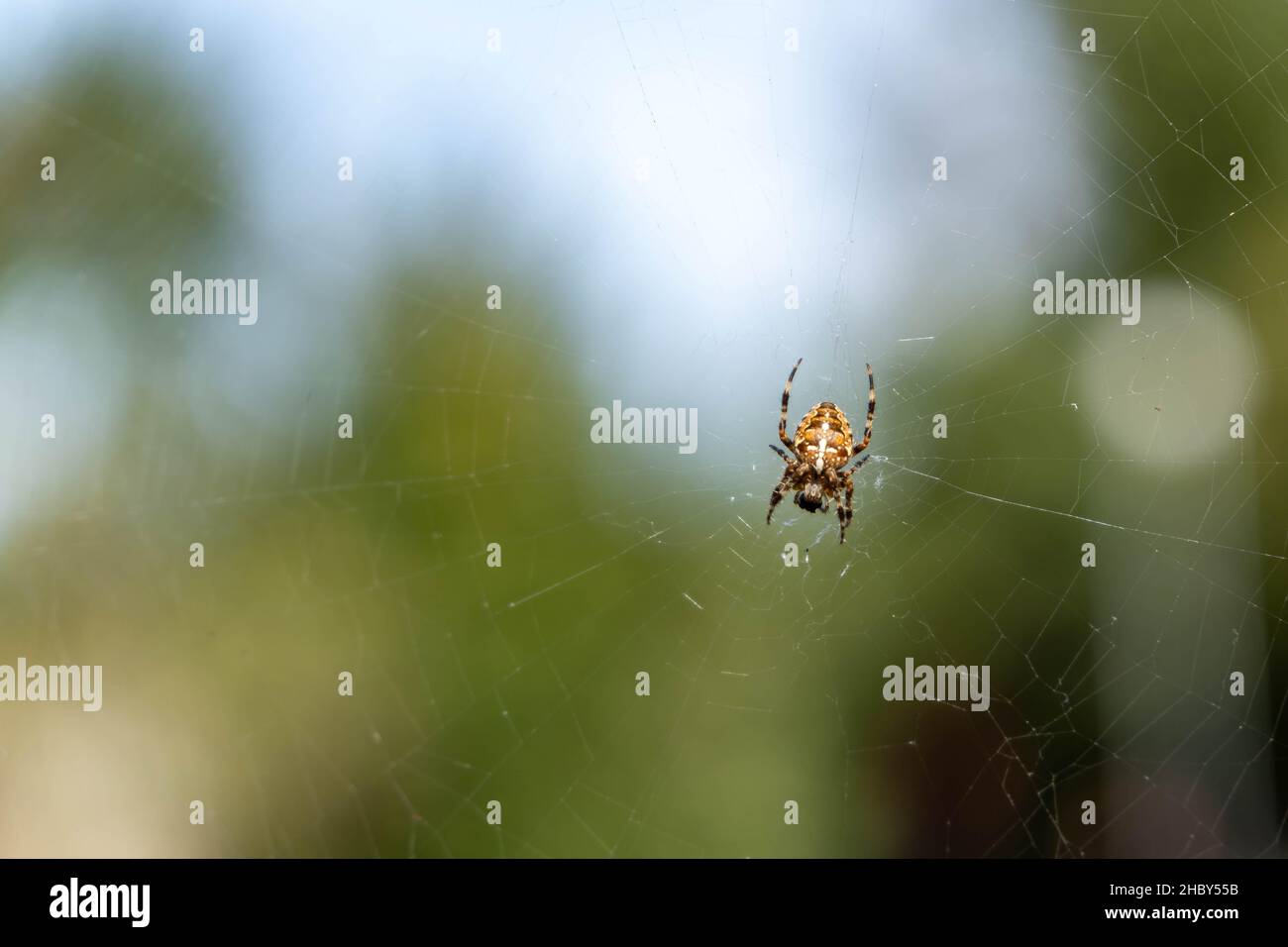 spinne im Netz, Naturfotografie Stockfoto