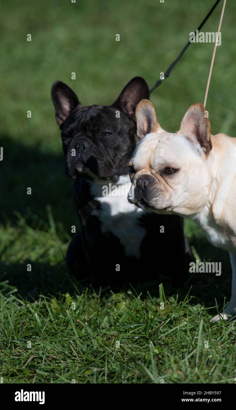 Französisches Bulldog-Paar auf einer Hundeausstellung Stockfoto
