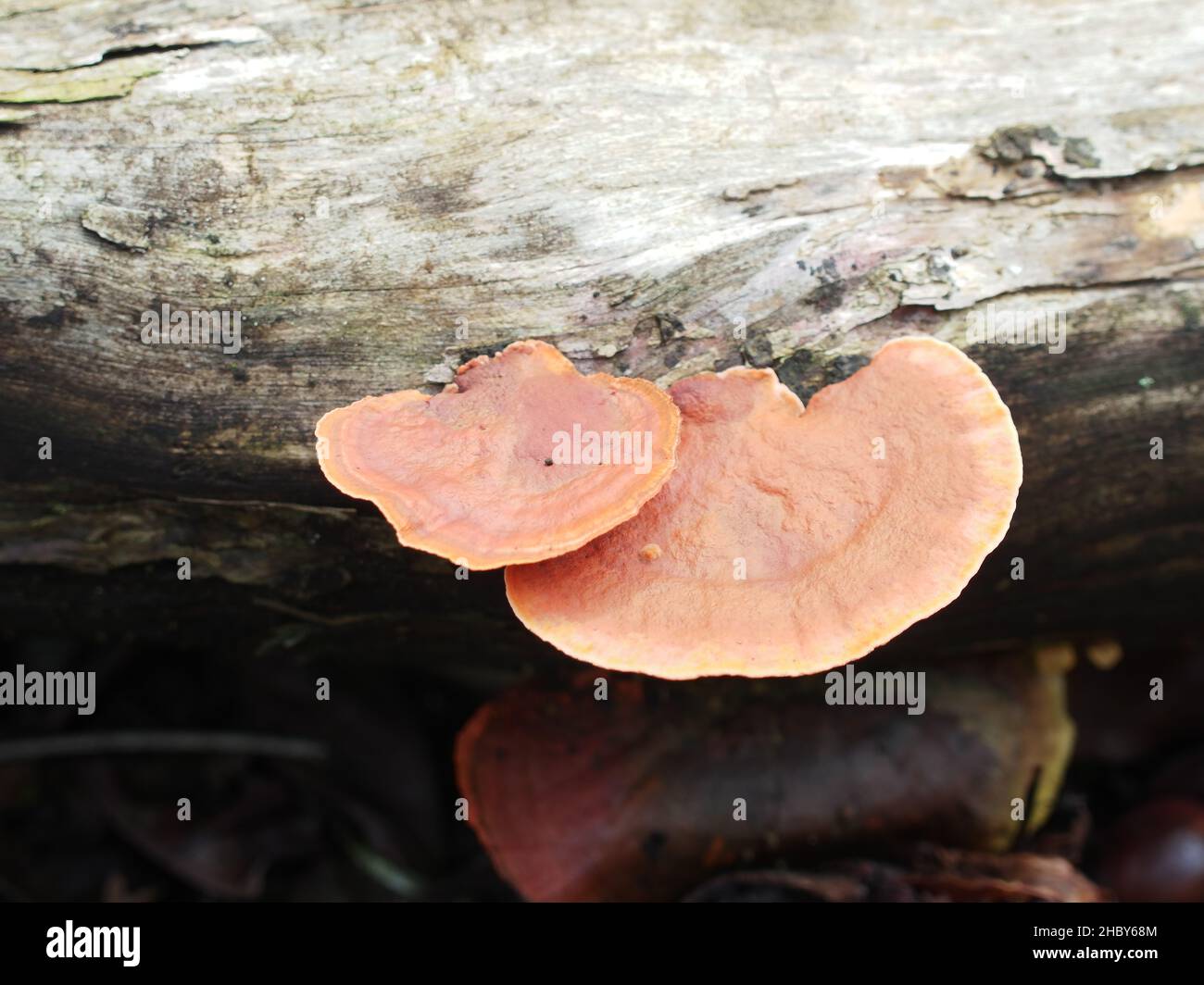 Parasitärer Pilz aus der Familie Fomitopsidaceae, der auf gefallenes Holz wächst Stockfoto