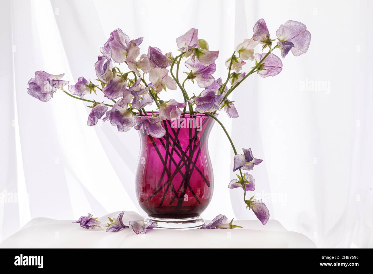 Süße Erbsenblumen in Vase, Stillleben Stockfoto