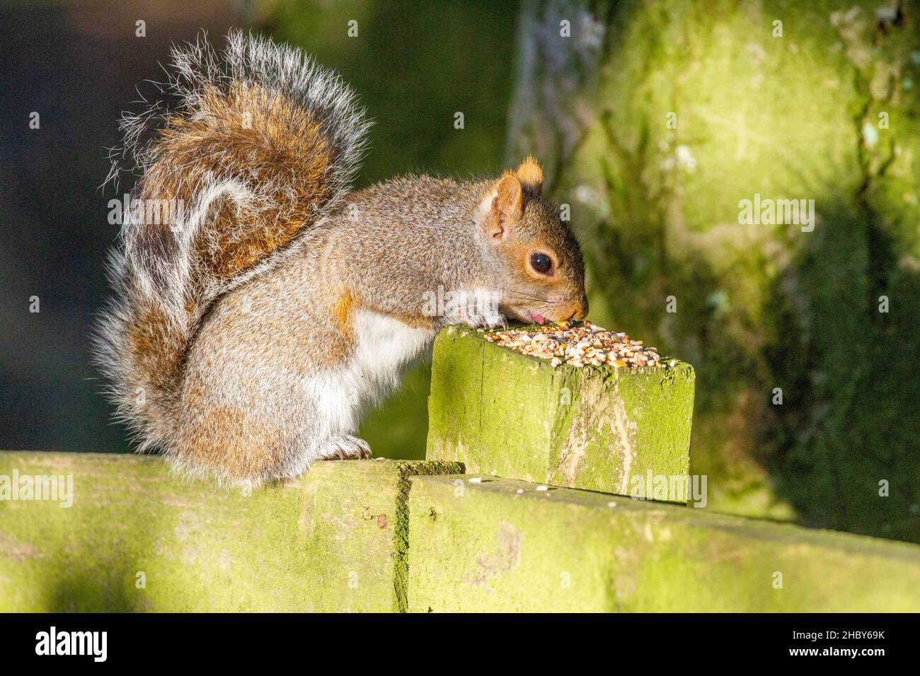 Eine nach England eingeführte Art, das Grauhörnchen Sciurus carolinensis, das Futter für Wildvögel in der englischen Landschaft frisst Stockfoto