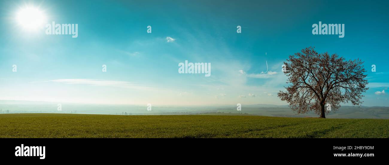 Panoramablick auf Feld und einzelnen Baum mit schönen türkisfarbenen Himmel und Morgennebel, ländliche Szene Stockfoto