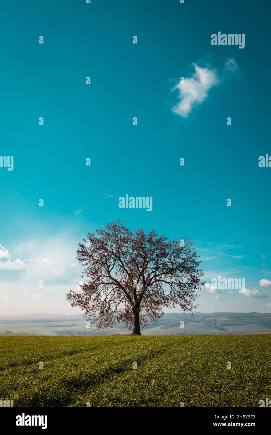 Baum und Feld mit wunderschönen türkisfarbenen Himmel und Morgennebel, ländliche Szene Stockfoto