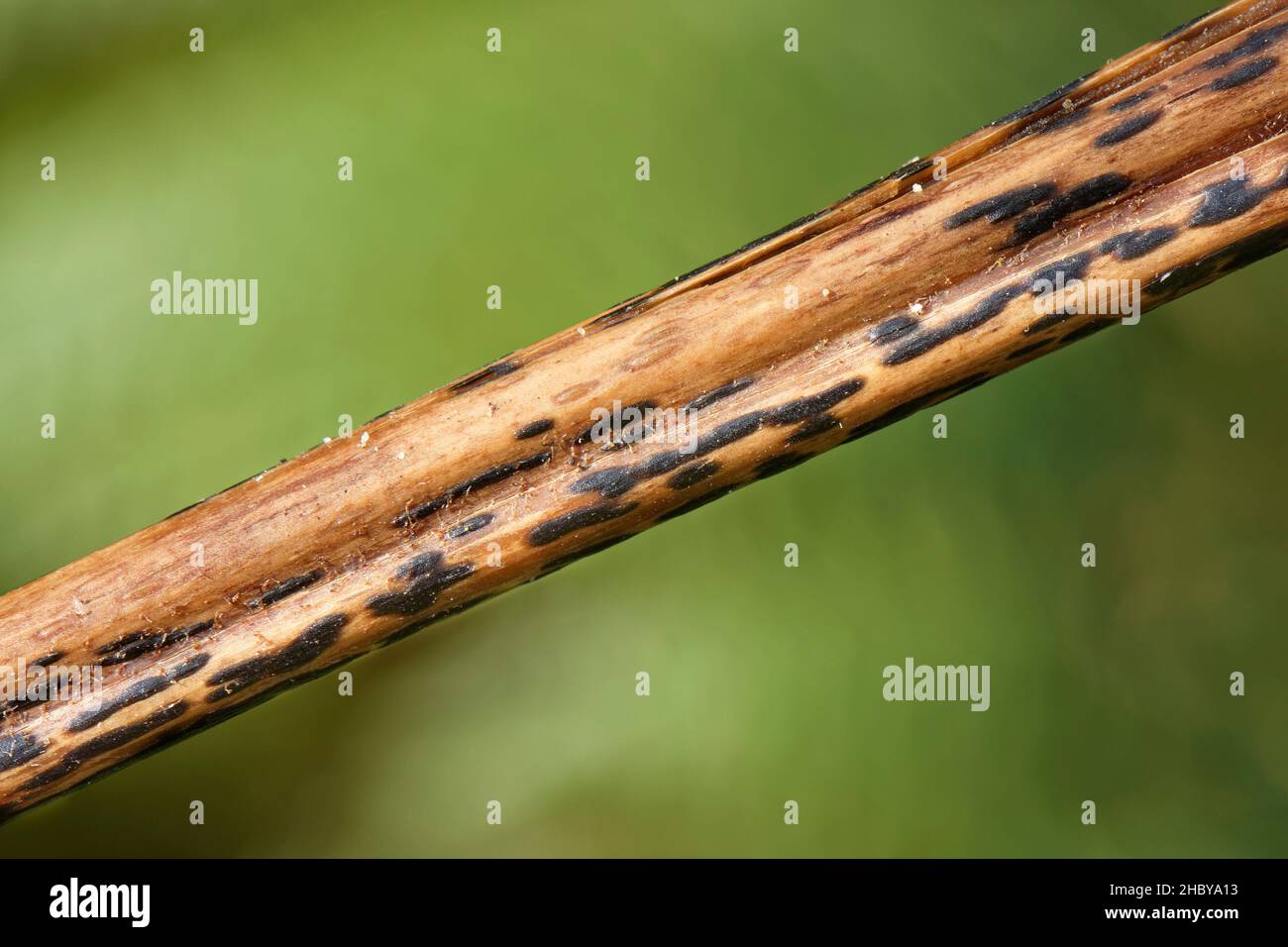Bracken MAP-Pilz (Rhopographicus filicinus) wächst auf toten Stamm von Bracken (Pteridium aquilinum), Kenfig NNR, Glamorgan, Wales, UK, Oktober. Stockfoto