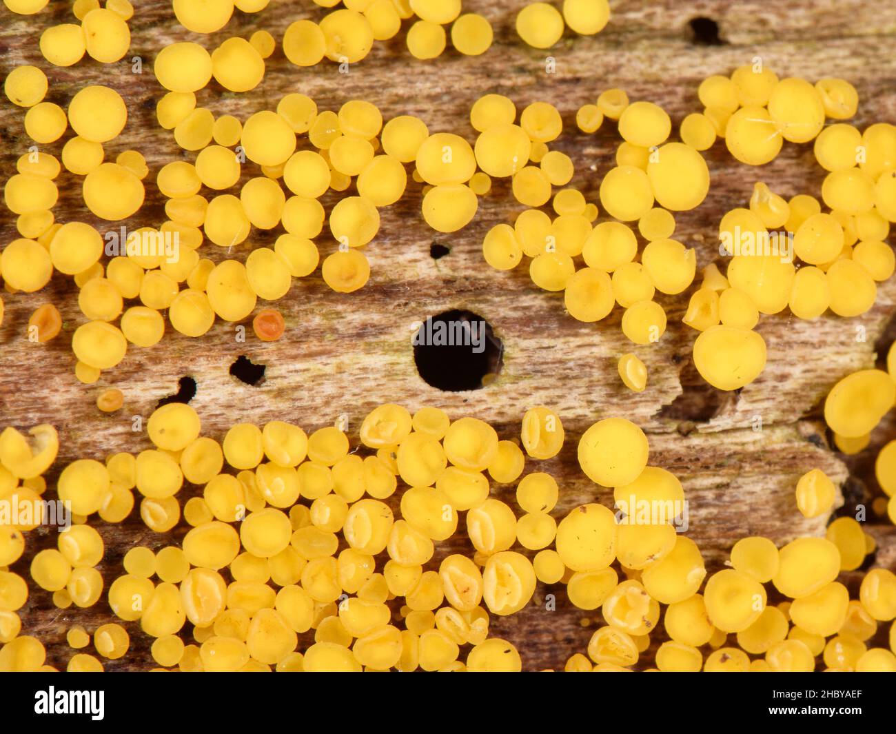 Gelbe Fairy Cups / Lemon Disco Pilz (Bisporella citrina) aus einem verfaulenden Baumstamm mit Bark Beetle Emergence Holes, Gloucestershire, UK, Oktober. Stockfoto