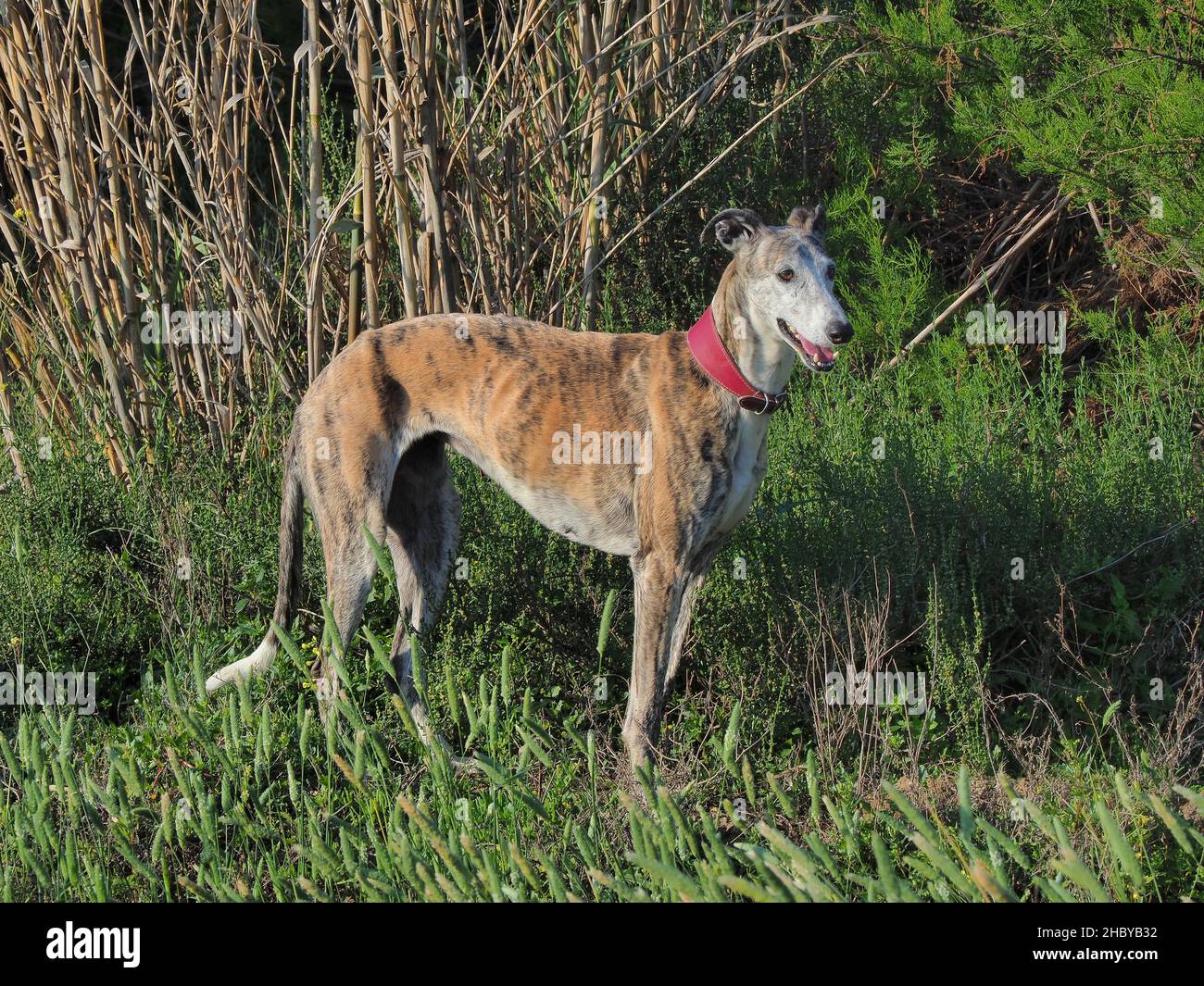 Spanischer Windhund (Galgo), weiblich, auf grünem Feld Stockfoto