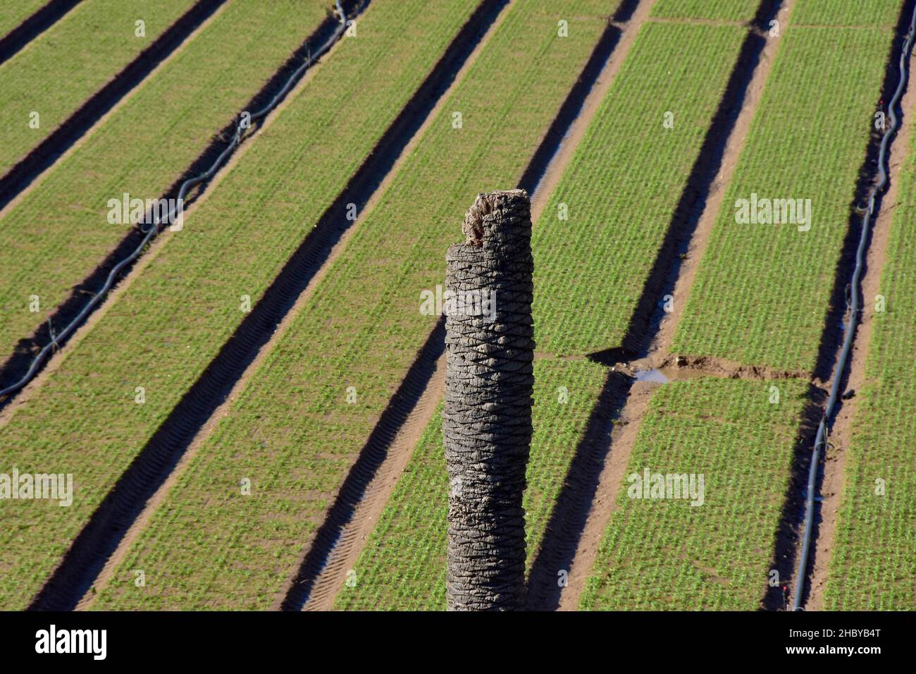 Tote Palme vor dem Feld mit Spinat, Landwirtschaft im Süden, auf Andalusien, Spanien Stockfoto