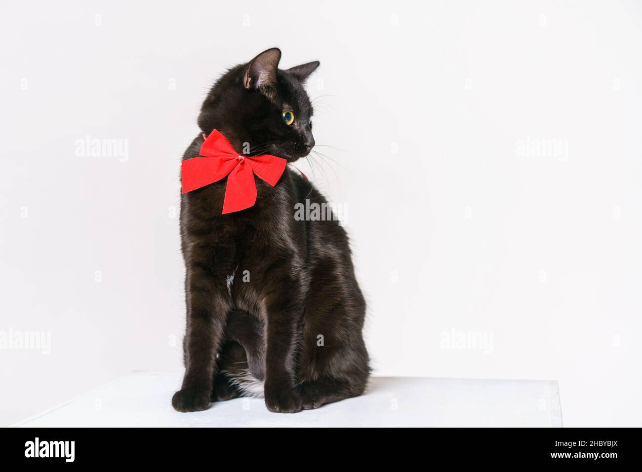 Schwarze Katze mit einer roten Schleife am Hals posiert im Studio auf weißem Hintergrund. Schöne