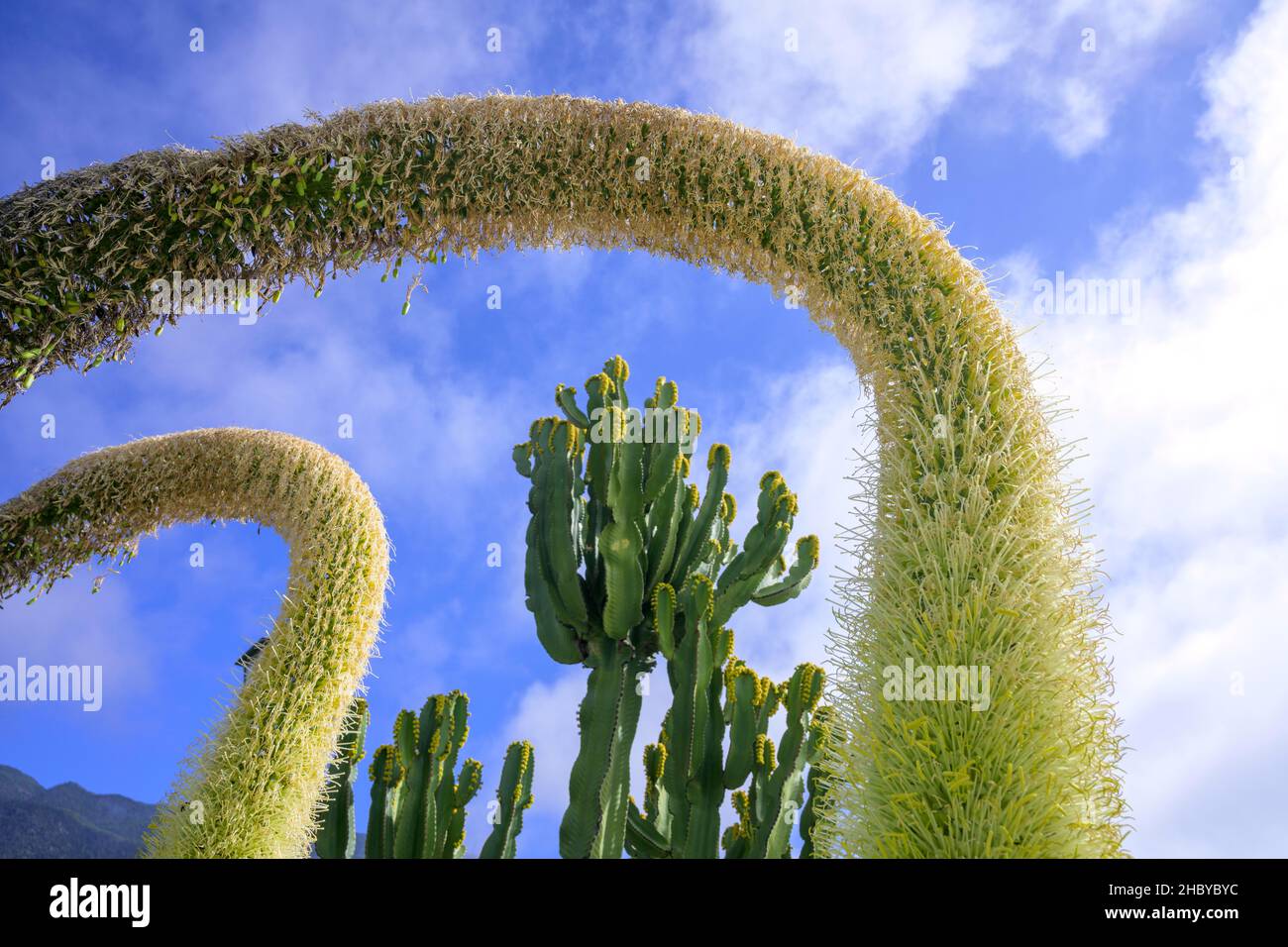 Blhende Drachenbaum-Agave oder Lwenschwanz (Agave attenuata) und  Candelabra-Kaktus auf der Plaza de la Glorieta, entworfen von Luis Morera,  Las Manchas Stockfotografie - Alamy