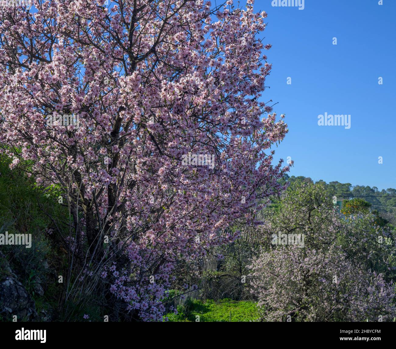 Blühender Mandelbaum (Prunus dulcis), Las Tricias, La Palma, Spanien Stockfoto