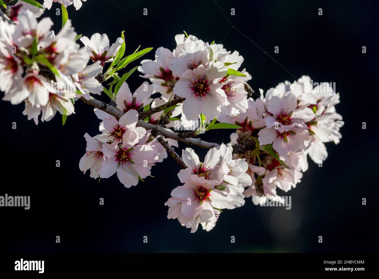Blühender Mandelbaum (Prunus dulcis), Las Tricias, La Palma, Spanien Stockfoto