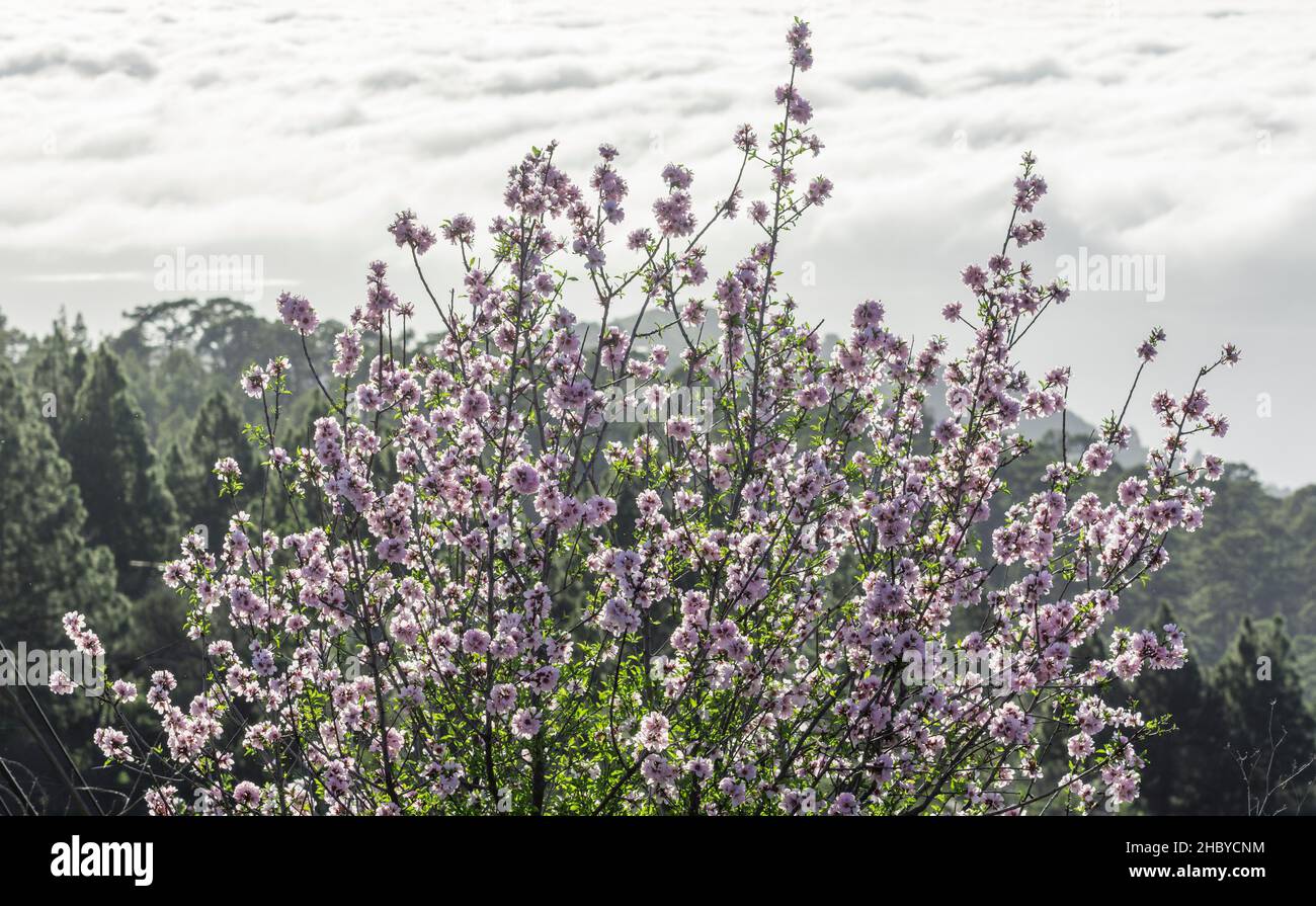 Blühender Mandelbaum (Prunus dulcis), Las Tricias, La Palma, Spanien Stockfoto