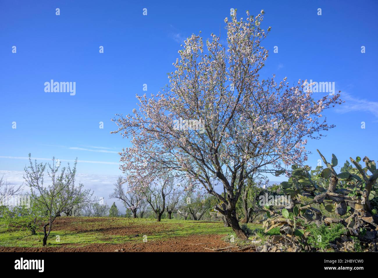 Blühender Mandelbaum (Prunus dulcis), Las Tricias, La Palma, Spanien Stockfoto