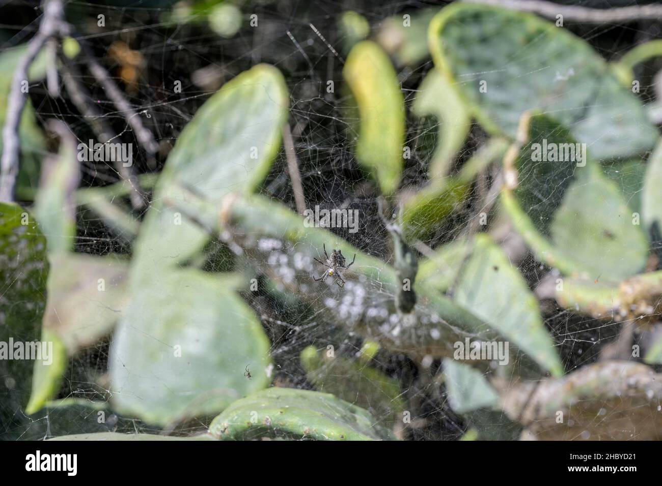 Spinnennetz und tropische Zeltspinne (Cyrtophora citricola), Santo Domingo, La Palma, Spanien Stockfoto