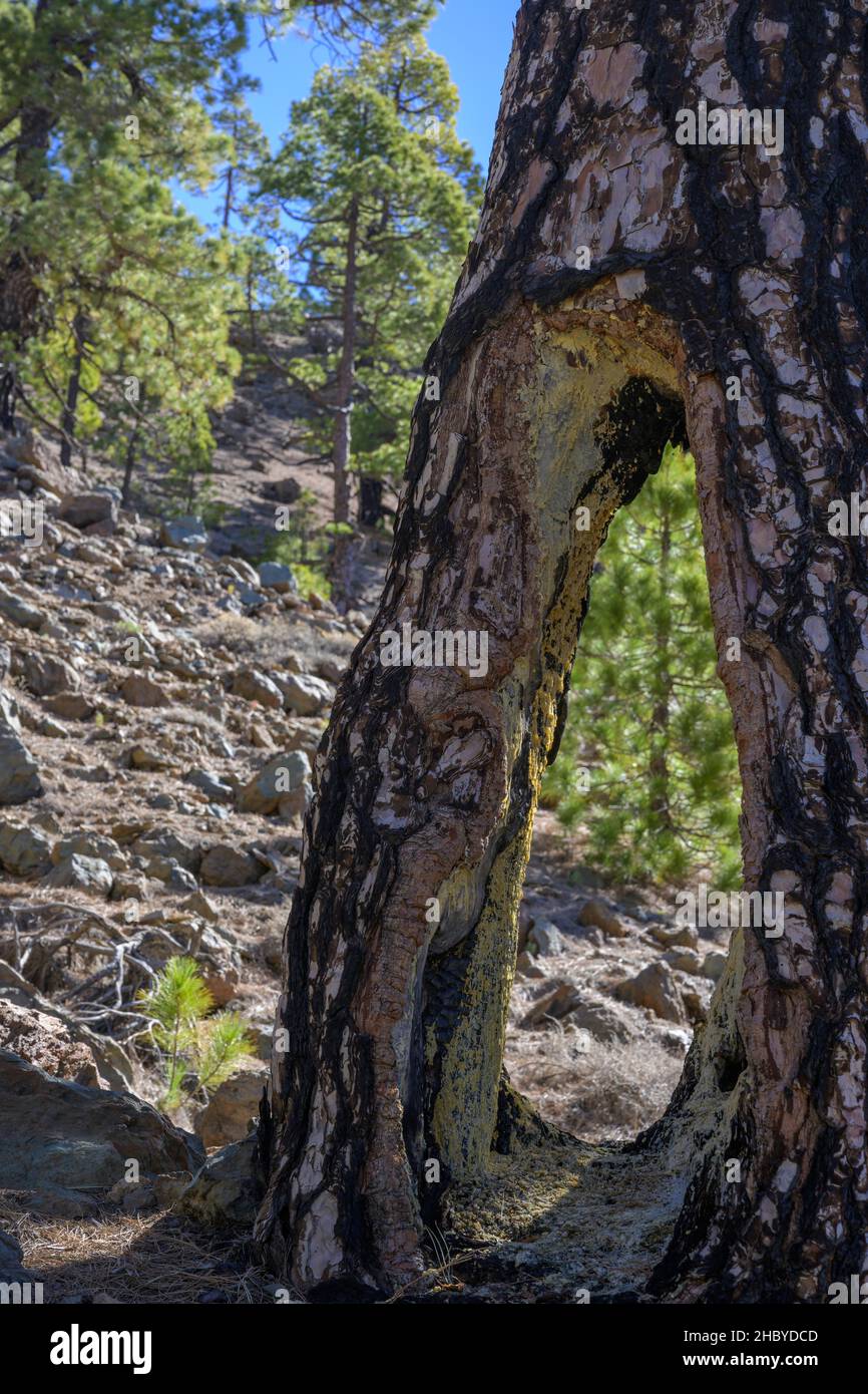 Großer Hohlraum in einer kanarischen Inselkiefer (Pinus canariensis), Vilaflor, Teneriffa, Spanien Stockfoto