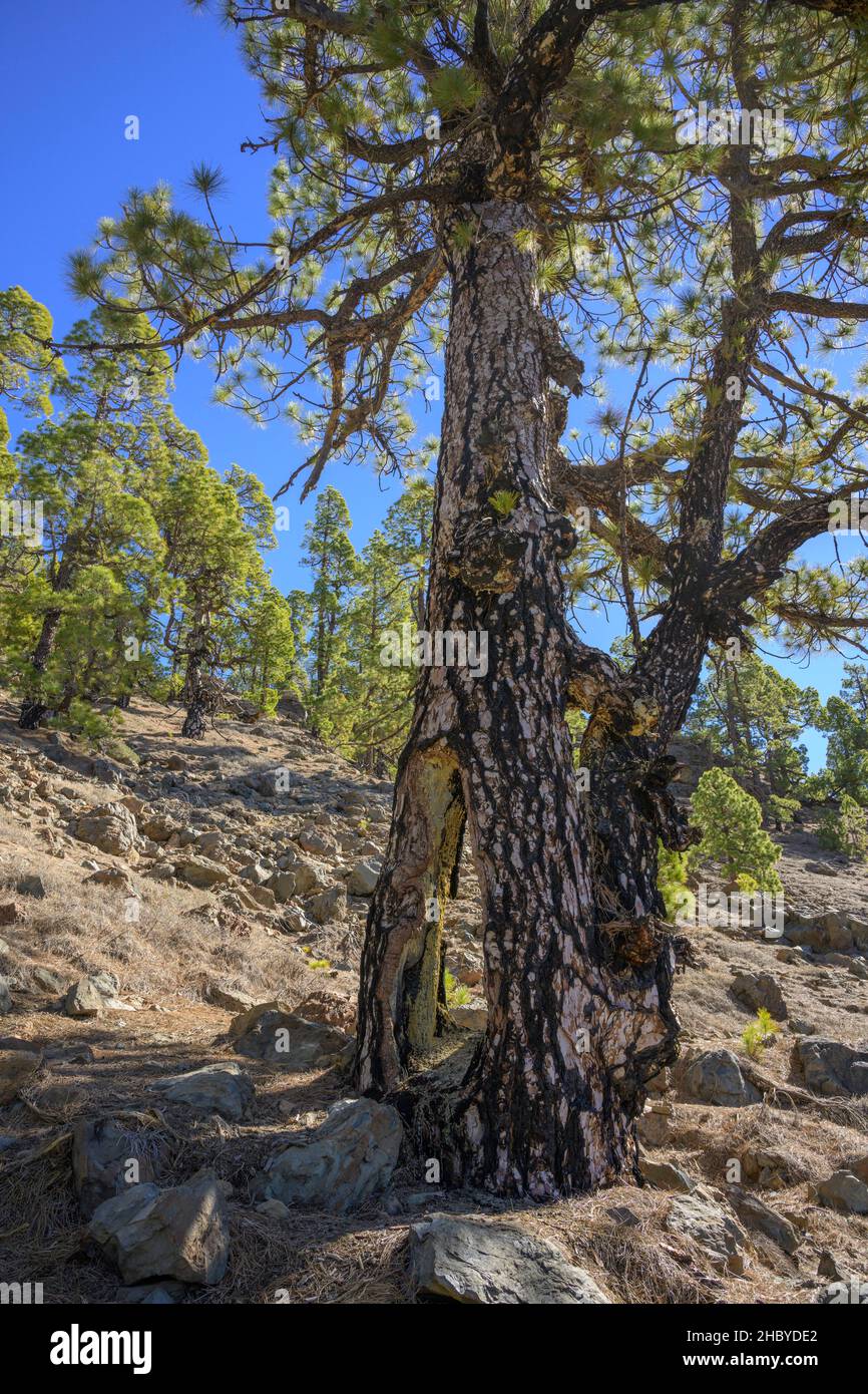 Großer Hohlraum in einer kanarischen Inselkiefer (Pinus canariensis), Vilaflor, Teneriffa, Spanien Stockfoto