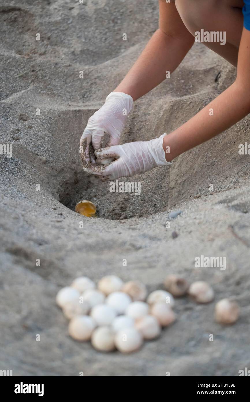 Karettschildkröte (Caretta caretta), Nestuntersuchung, Kreta, Griechenland Stockfoto