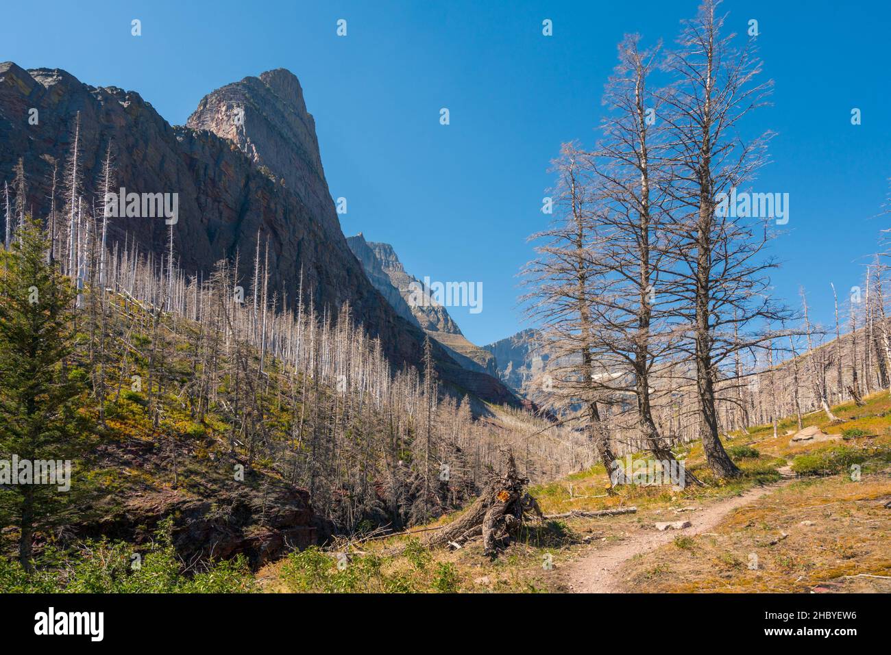 Siyeh Pass Wanderweg führt durch Wald verbrannt von Waldbränden im in the Glacier National Park, Montana, USA. Waldbrände in den Rockies. Stockfoto