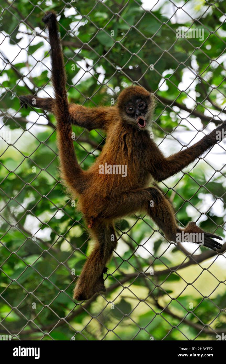 Brüllaffe (Alouatta), Las Pumas, Tierschutzgebiet, Provinz Guanacaste, Costa Rica, Mittelamerika Stockfoto